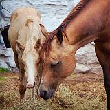 Colt & Mare_04124